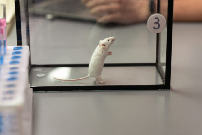 Experimental mouse in the lab Экспериментальная мышь в лаборатории