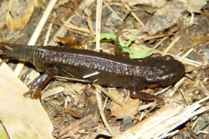 Гарвардское исследование показывает, что биологическое разнообразие пока стабильно garvardskoe issledovanie pokazyvaet chto biologicheskoe raznoobrazie poka stabilno-lessontime-ru-0
