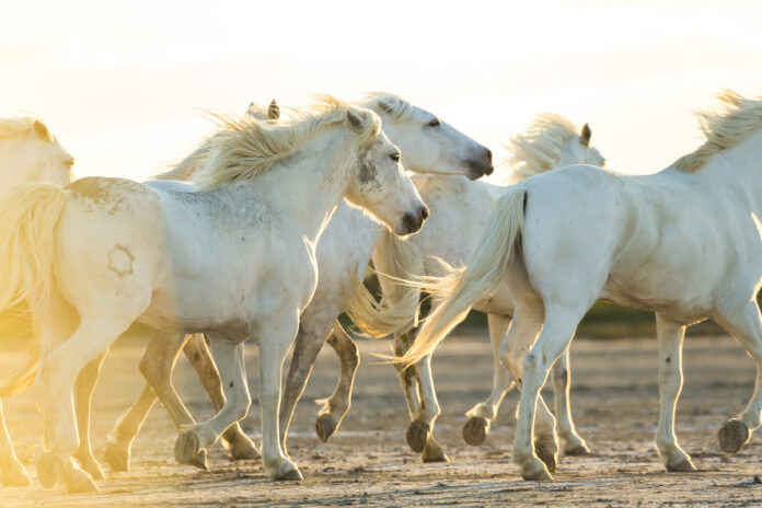 Camargue,France,Medium group of white horses running across land at sunset. Группа белых лошадей бегает по суше