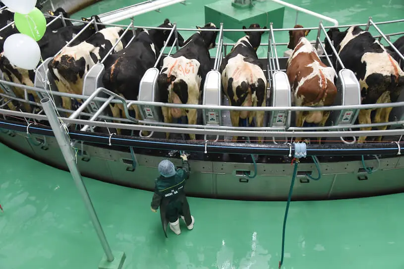 В молочном животноводстве ИИ помогает персоналу анализировать поведение коров и берет на себя составление отчетности