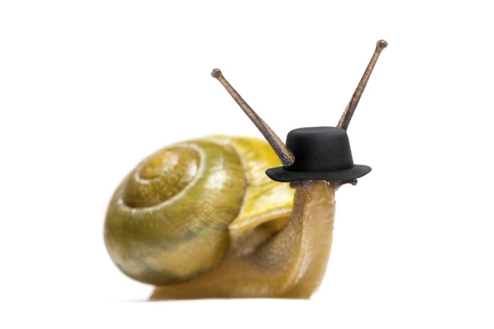 grove snail or brown-lipped snail, Cepaea nemoralis, in front of white background Улитка с коричневыми усиками и в шляпе
