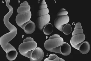 В СПбГУ открыли новое подсемейство пещерных улиток, описанное Максимом Винарским v spbgu otkryli novoe podsemejstvo peshhernyh ulitok opisannoe maksimom vinarskim-lessontime-ru-0