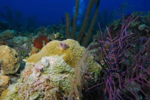 Вдохновляющее будущее Карибского бассейна и его коралловых рифов vdohnovlyayushhee budushhee karibskogo bassejna i ego korallovyh rifov-lessontime-ru-0