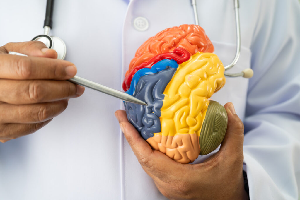 Врач с моделью анатомии мозга