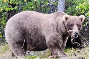 Чанк из Катмай стал самым упитанным медведем 2025 года chank iz katmaj stal samym upitannym medvedem 2025 goda-lessontime-ru-0