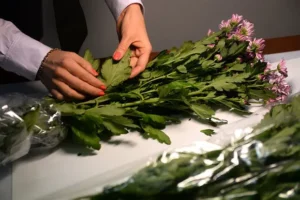 Екатерина Рудая объяснила, как мошенники крадут паспорта через цветочный магазин ekaterina rudaya obyasnila kak moshenniki kradut pasporta cherez czvetochnyj magazin-lessontime-ru-0