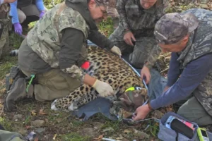 Дальневосточные леопарды начинают новый этап реинтродукции dalnevostochnye leopardy nachinayut novyj etap reintrodukczii-lessontime-ru-0