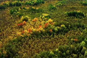 Волонтеры в Красноярске продолжают поиски семьи Усольцевых — найдено много следов медведей volontery v krasnoyarske prodolzhayut poiski semi usolczevyh najdeno mnogo sledov medvedej-lessontime-ru-0