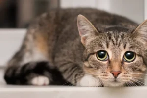 Алексей Сауткин и Екатерина Трофимова обсуждают имена для питомцев в Москве aleksej sautkin i ekaterina trofimova obsuzhdayut imena dlya pitomczev v moskve-lessontime-ru-0