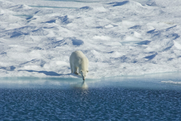 Polar Bear, Ursus Maritimus,Canada,Polar bear in the wild. A powerful predator and a vulnerable or potentially endangered species. Белый медведь в дикой природе