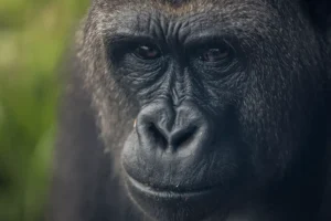 Бристольский зоопарк сообщает об оптимистичных новостях о гориллах bristolskij zoopark soobshhaet ob optimistichnyh novostyah o gorillah-lessontime-ru-0