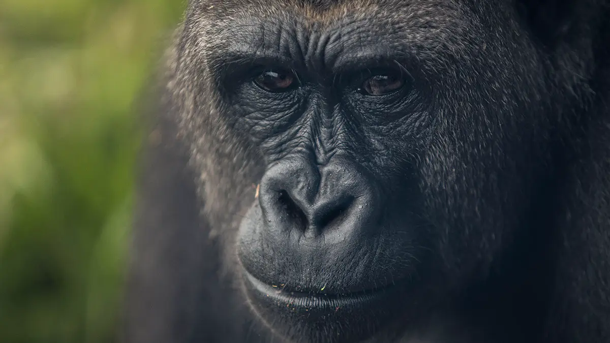 Семью горилл заперли в заброшенном английском зоопарке