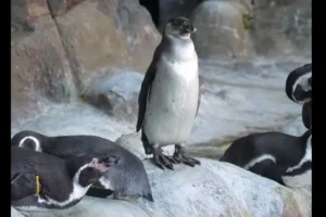 Гостям Московского зоопарка доставляют радость пингвины и панда Катюша gostyam moskovskogo zooparka dostavlyayut radost pingviny i panda katyusha-lessontime-ru-0