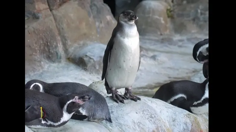 Пингвины очковые и гумбольдта живут вместе в уличном вольере Московского зоопарка