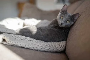 mos.ru и Департамент информационных технологий Москвы рассказывают о питомцах осенью i departament informaczionnyh tehnologij moskvy rasskazyvayut o pitomczah osenyu-lessontime-ru-0