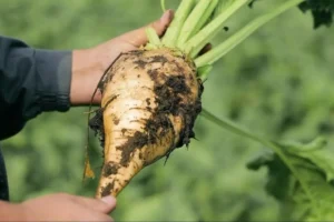 Минсельхоз РФ и регионы-лидеры уверенно наращивают урожаи сахарной свеклы minselhoz rf i regionylidery uverenno narashhivayut urozhai saharnoj svekly-lessontime-ru-0