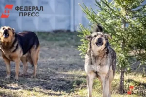 После инцидента в Тобольске Петр Вагин и СК России принимают меры posle inczidenta v tobolske petr vagin i sk rossii prinimayut mery-lessontime-ru-0