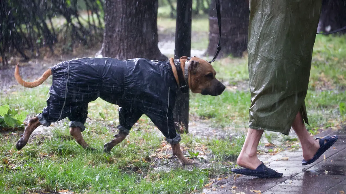 Как защитить питомцев от клещей во время прогулки