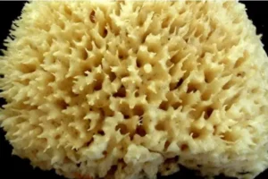 uchenye sanktpeterburgskogo universiteta sdelali neveroyatnye otkrytiya o morskoj gubke i grafite-lessontime-ru-0