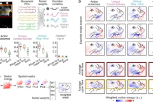 Университет Экс-Марсель Раскрывает Тайны Мышления Через Мимику в Nature Neuroscience! universitet eksmarsel raskryvaet tajny myshleniya cherez mimiku v -lessontime-ru-0