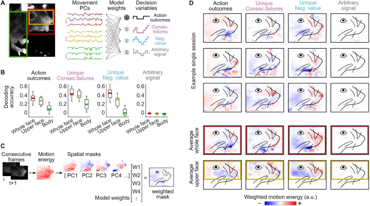 Университет Экс-Марсель Раскрывает Тайны Мышления Через Мимику в Nature Neuroscience!-0