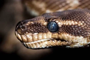 В Паттайе питон проглотил кошку после месяца веселых происков v pattaje piton proglotil koshku posle mesyacza veselyh proiskov-lessontime-ru-0