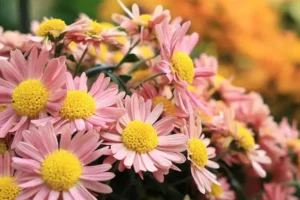 Советы от Flowwow по созданию идеального букета к Дню матери sovety ot po sozdaniyu idealnogo buketa k dnyu materi-lessontime-ru-0