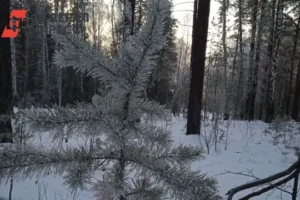 Необычная версия исчезновения Сергея Усольцева от Михаила Игнатова и семьи Усольцевых neobychnaya versiya ischeznoveniya sergeya usolczeva ot mihaila ignatova i semi usolczevyh-lessontime-ru-0