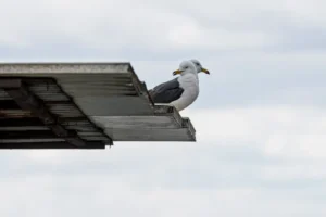 В Приморье фиксируют ясную погоду по данным Примгидромета v primore fiksiruyut yasnuyu pogodu po dannym primgidrometa-lessontime-ru-0