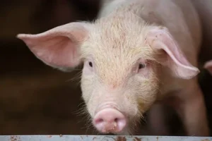 Елена Браун разъяснила: что грозит россиянам за свиней по КоАП РФ elena braun razyasnila chto grozit rossiyanam za svinej po koap rf-lessontime-ru-0