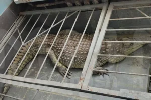 В медиацентре Крокодил обсудили позитивные решения Росприроднадзора v mediaczentre krokodil obsudili pozitivnye resheniya rosprirodnadzora-lessontime-ru-0