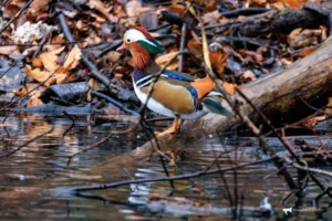 Константин Масловский положительно оценил мандаринки во Владивостоке konstantin maslovskij polozhitelno oczenil mandarinki vo vladivostoke-lessontime-ru-0