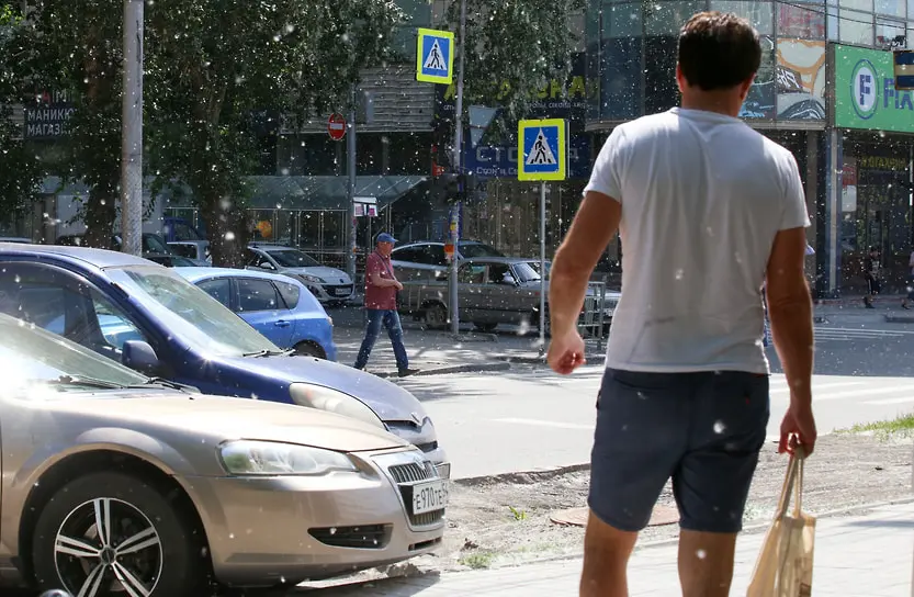 Дмитрий Каржаев и Александр Степченко представили гипоаллергенные тополя-0