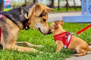 Екатерина Дмитриева рассказала о проекте «Моспитомец» на mos.ru ekaterina dmitrieva rasskazala o proekte mospitomecz na -lessontime-ru-0