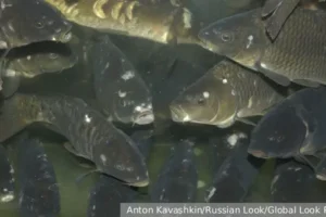 В Белово карпы в подвале удивили власти Кемеровской области v belovo karpy v podvale udivili vlasti kemerovskoj oblasti-lessontime-ru-0