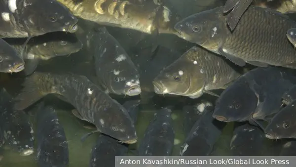 Сибирячка развела в затопленном подвале карпов для привлечения внимания властей