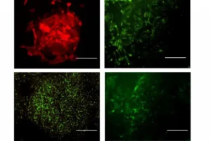 Инновационные биосенсоры ИЦиГ СО РАН открывают новые пути изучения БАС и терапий innovaczionnye biosensory iczig so ran otkryvayut novye puti izucheniya bas i terapij-lessontime-ru-0