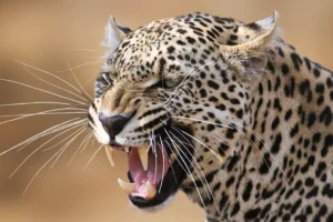 Собака защитила мальчика от леопарда в Индии в героической схватке sobaka zashhitila malchika ot leoparda v indii v geroicheskoj shvatke-lessontime-ru-0