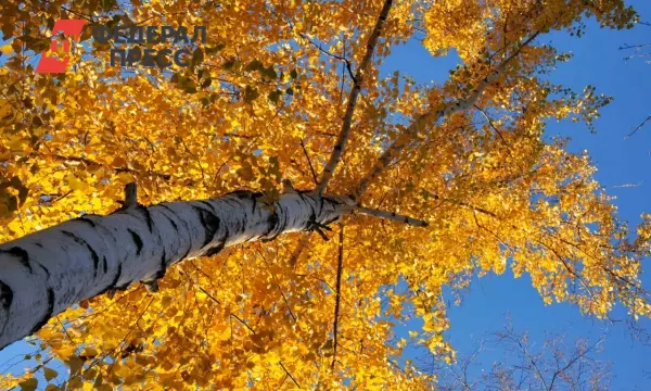 Красноярский край высадил 420000 деревьев в акции по сохранению лесов-0