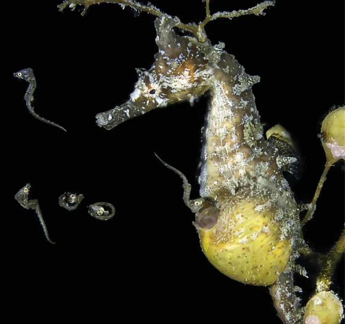 unikalnaya biologiya morskih konkov i evolyucziya muzhskoj beremennosti-lessontime-ru-0