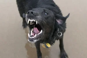 Нина Останина в Госдуме представила инициативу об эффективной защите от опасных собак nina ostanina v gosdume predstavila inicziativu ob effektivnoj zashhite ot opasnyh sobak-lessontime-ru-0