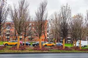 Петр Бирюков сообщил о масштабном озеленении на улицах Москвы petr biryukov soobshhil o masshtabnom ozelenenii na uliczah moskvy-lessontime-ru-0