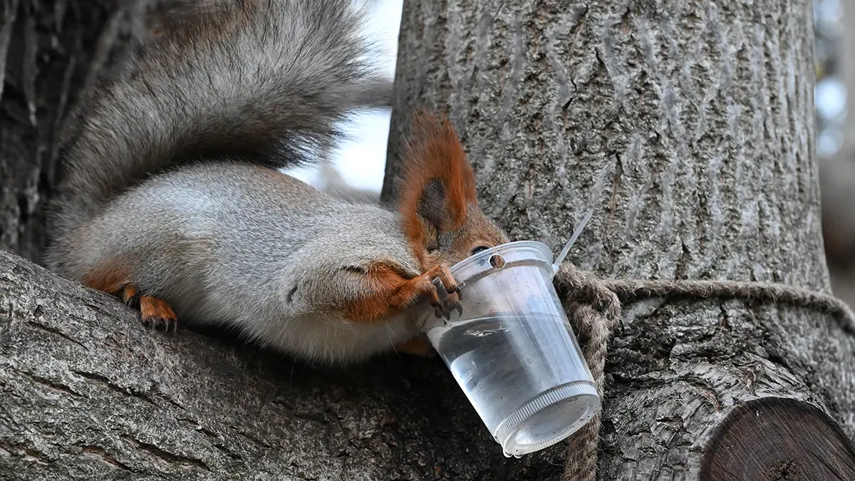 Чем кормить белок зимой