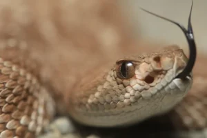 Приключения питона и гадюки из Таиланда и Индии в отелях Шри-Ланки priklyucheniya pitona i gadyuki iz tailanda i indii v otelyah shrilanki-lessontime-ru-0