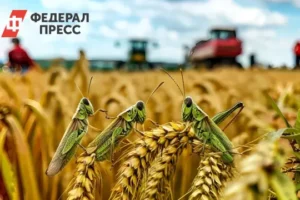 Рекордный урожай в Рязанской области способствует продбезопасности России rekordnyj urozhaj v ryazanskoj oblasti sposobstvuet prodbezopasnosti rossii-lessontime-ru-0