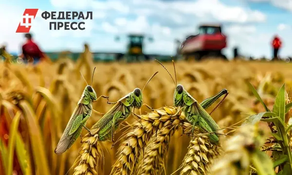 Рекордный урожай в Рязанской области способствует продбезопасности России-0