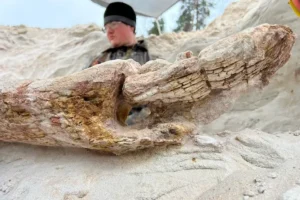 Санкт-Петербургский государственный университет изучил древнейшее дерево Русской платформы в Ленобласти sanktpeterburgskij gosudarstvennyj universitet izuchil drevnejshee derevo russkoj platformy v lenoblasti-lessontime-ru-0