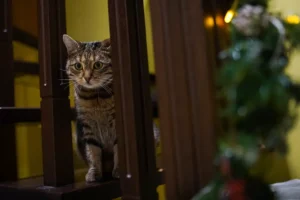 Сервис boja упрощает заботу о животных на примере Моспитомца и Пушистого марафона servis uproshhaet zabotu o zhivotnyh na primere mospitomcza i pushistogo marafona-lessontime-ru-0