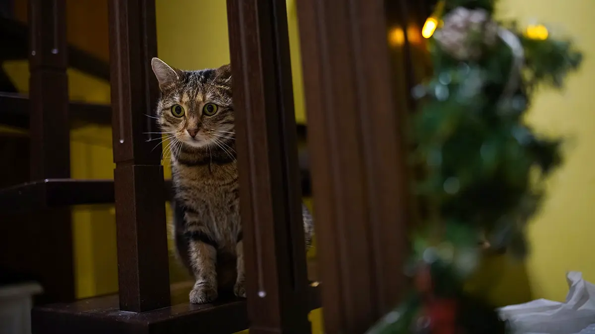 С сервисом «Моспитомец» помогать животным станет проще для каждого