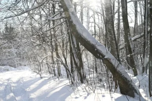 Совместные поиски Усольцевых в тайге в рамках операции Спасатель sovmestnye poiski usolczevyh v tajge v ramkah operaczii spasatel-lessontime-ru-0